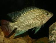 Oreochromis tanganicae