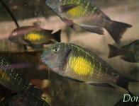 Tropheus moorii Lemon spot
