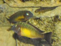 Tropheus moorii