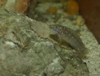 Spathodus