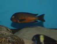 Tropheus sp. 'Red' "Kachese"
