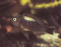Tropheus brichardi Moorii chocolat