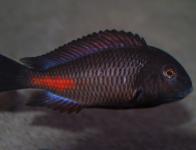 Chipimbi
