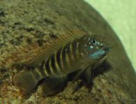 sp. 'ubwari'