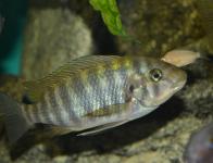 Petrochromis sp. 'longnose'