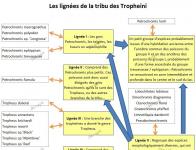 Les fiches conseils et d'apprentissages