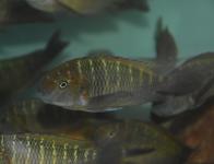 Tropheus moorii Orientalis rainbow