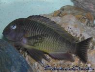 Tropheus moorii "Kala bay"