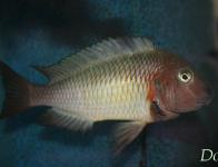 Tropheus moorii Linangu