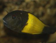 Tropheus sp. 'Black' "Ikola"