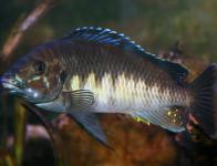 Petrochromis sp