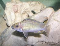 Petrochromis orthognathus