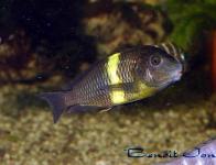Tropheus sp. 'Black' "Mboko"