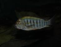 "Isanga"
