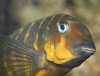 Tropheus sp. 'Mpimbwe'