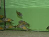 Tropheus moorii "Katoto"