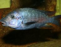 'red fin Longola'
