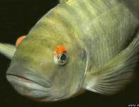 sp. Aff fasciolatus "Kambwimba"