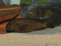 Tropheus sp. 'Black' Aeneus