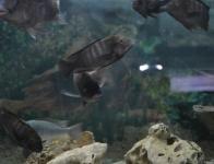 Petrochromis sp. aff famula 2 Kaiser