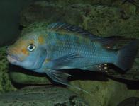 kazumbe blue