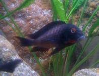 Tropheus sp. 'Red' "Livua"