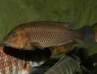 Tembwe silver