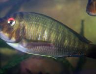 sp. Aff fasciolatus "red eye" 