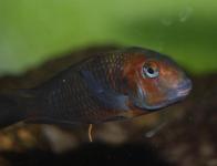 Tropheus sp. 'Black' "Caramba"