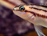 Telmatochromis