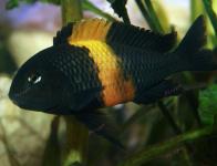 Tropheus sp. 'Black' "Bemba"