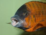 sp. 'Red' Mahale