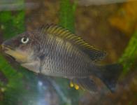 Sangala