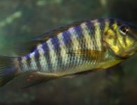 Petrochromis polyodon