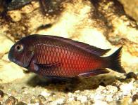 Tropheus sp. 'Red' Moliro