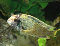 "Isanga" (golden Kalambo)