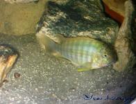 Simochromis