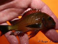 Tropheus sp. 'Red' "Chimba"