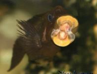 Petrochromis trewavasae
