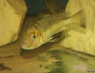 03 - Interochromis loocki