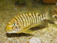 Petrochromis macrognathus