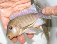 Petrochromis sp. aff famula 2 Blue mask