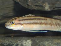 Telmatochromis bifrenatus