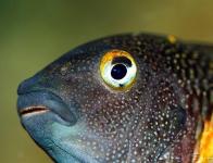 Tropheus moorii "Mpulungu"
