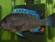 sp. aff polyodon 2 Giant