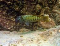 sp. aff polyodon 3 "Mvuna Island"