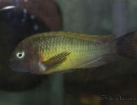 Tropheus moorii Nkonde