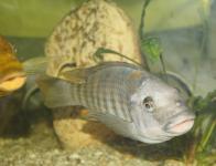 sp. aff polyodon 6 Kazumbe