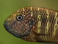 Tropheus moorii Murago