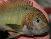 Tropheus moorii Bright yellow